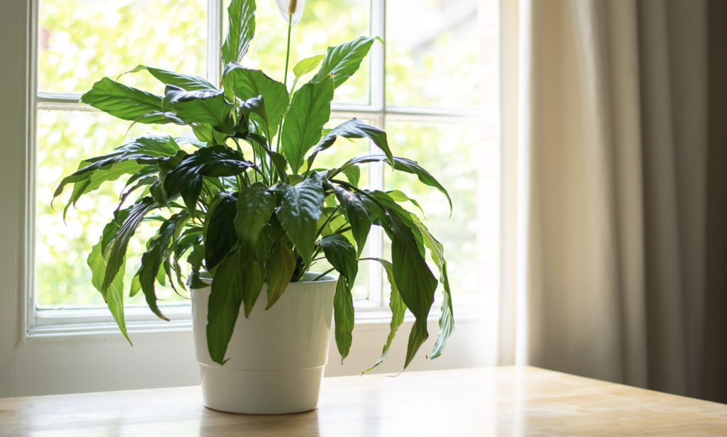 6 Plants You Need to Grow for Sleep, Anxiety, and Calmness