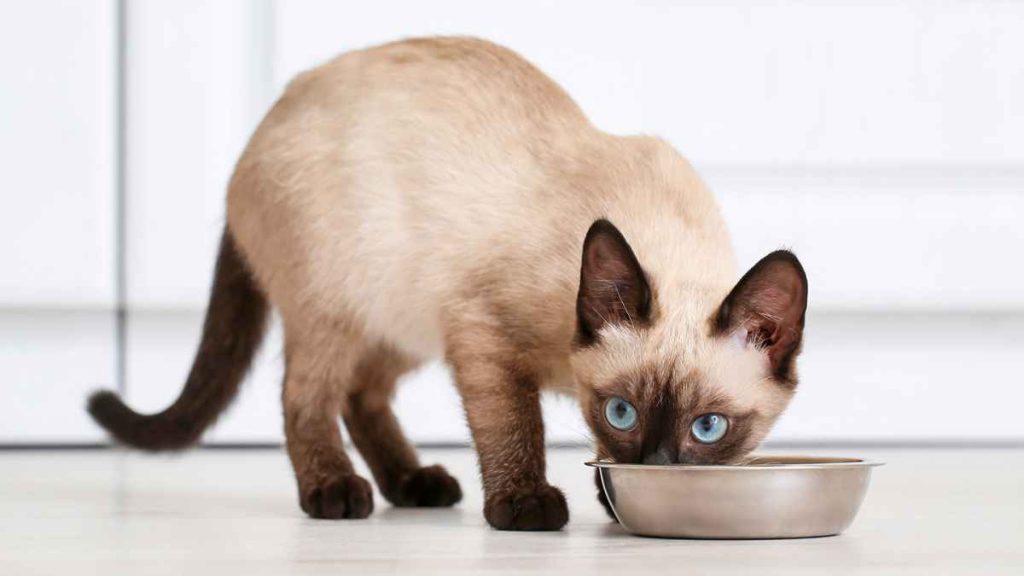 Nutrition For Feline Friends Choosing The Best Diet For Your Beloved Cat