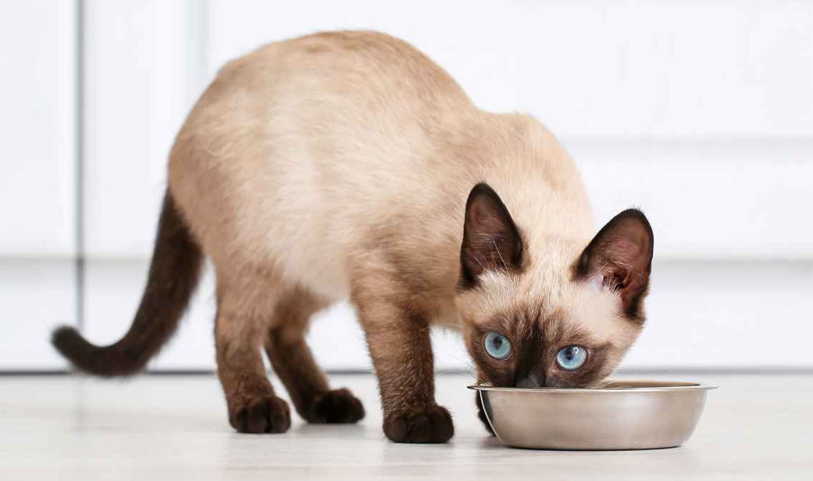 Nutrition For Feline Friends Choosing The Best Diet For Your Beloved Cat