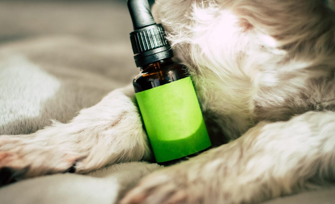 Eligibility for Seniors: Why Does the Medicare CBD Program Matter?