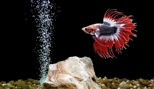 Image 1 of The Fascination of Giant Betta Fish: A Unique Aquatic Experience