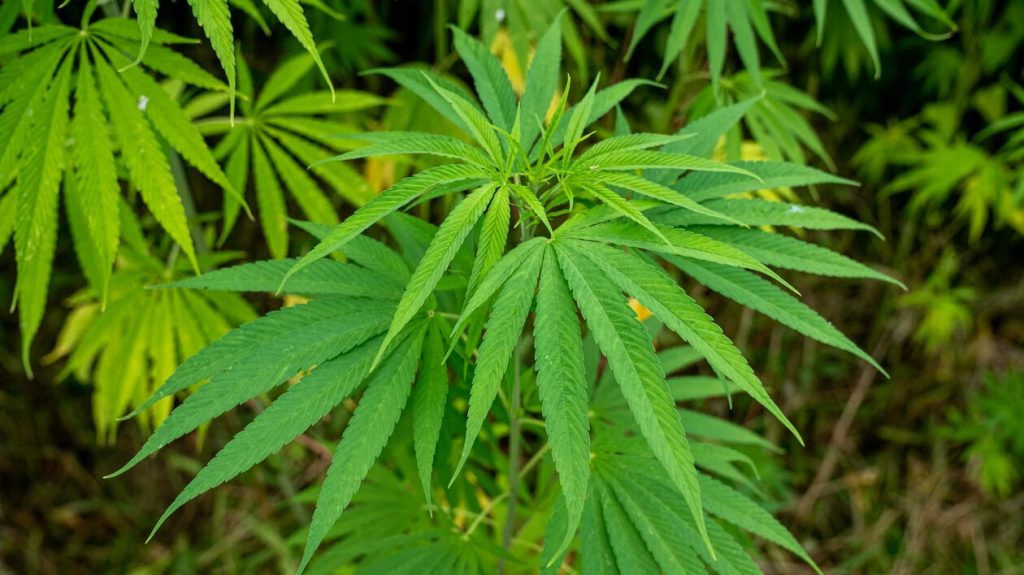 Image 1 of Cannabis Effects: What Users Should Understand