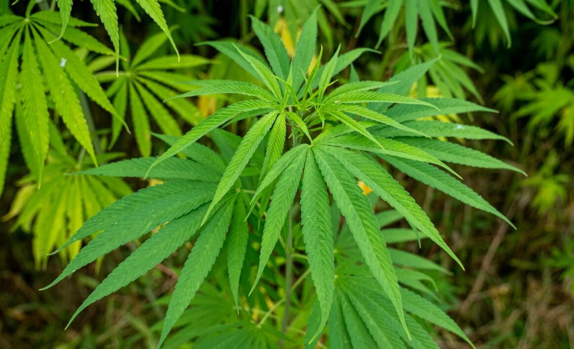 Image 1 of Cannabis Effects: What Users Should Understand